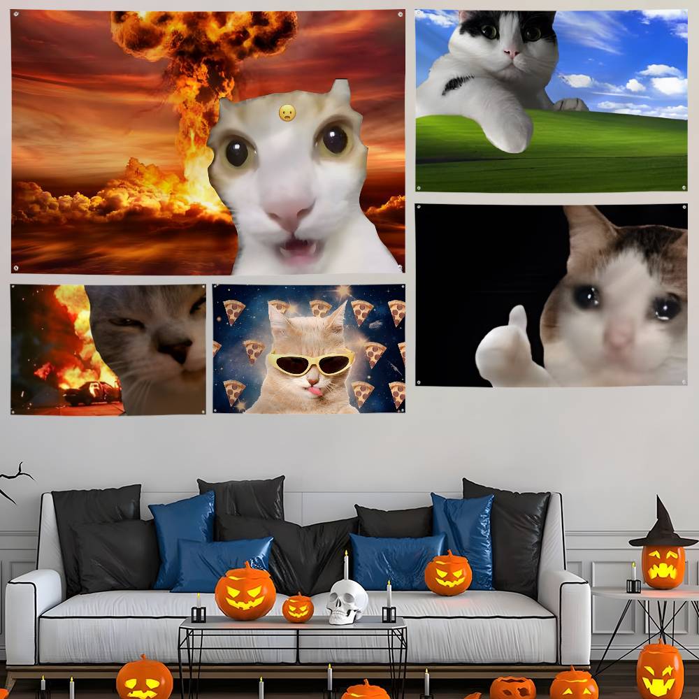 Interesting cat photography Fl - Photography Interest review and price