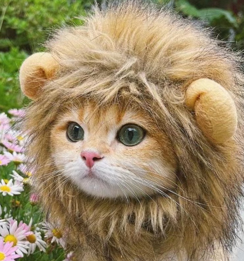 1pcs Interesting pet headwear  - Photography Interest review and price